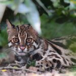 Rare leopard cat captured on camera in Bangladesh as habitat loss threatens population