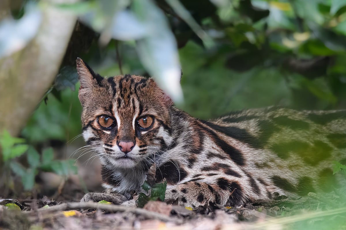 Rare leopard cat captured on camera in Bangladesh as habitat loss threatens population