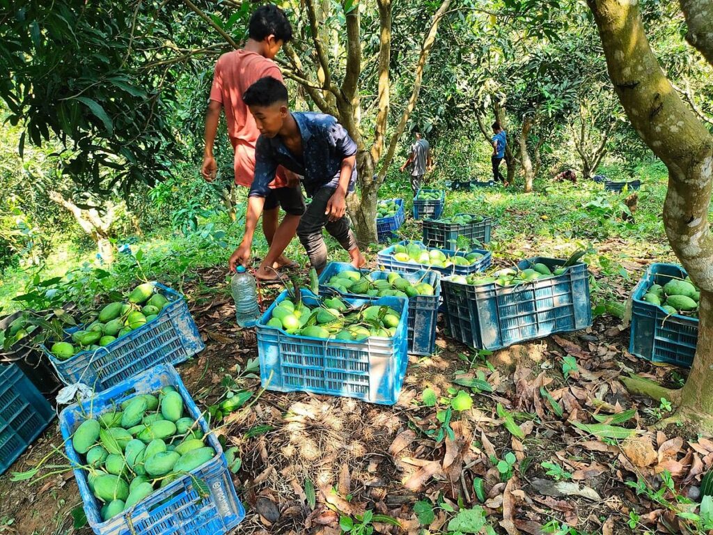 Khagrachhari Mango Farmers Face Financial Crisis as Prices Plummet Amid Transport and Toll Hurdles