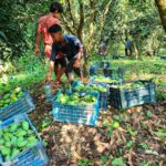 Khagrachhari Mango Farmers Face Financial Crisis as Prices Plummet Amid Transport and Toll Hurdles