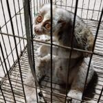 Injured endangered slow loris rescued in Comilla to be relocated to safari park
