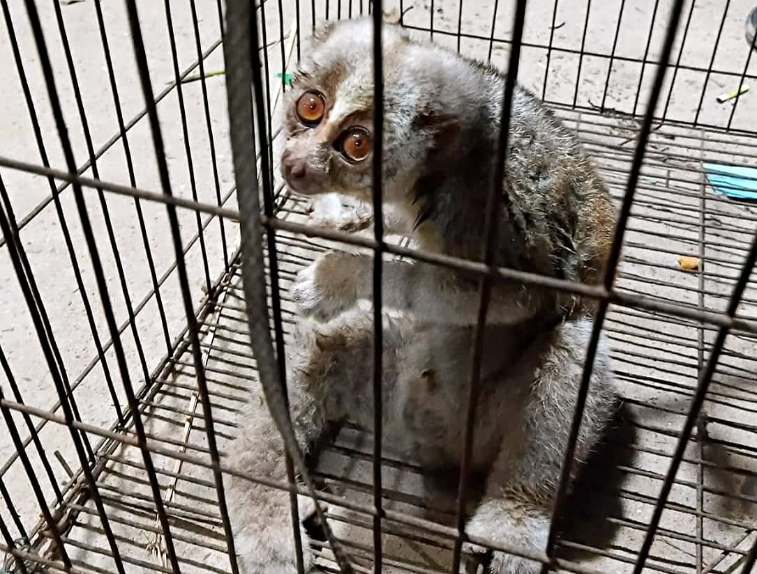 Injured endangered slow loris rescued in Comilla to be relocated to safari park