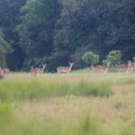 Hunter kills companion in accidental shooting during illegal deer hunt in Raozan