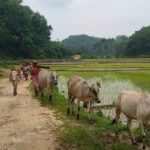 Natural grazing in Garo Hills sparks economic shift for Sherpur cattle farmers