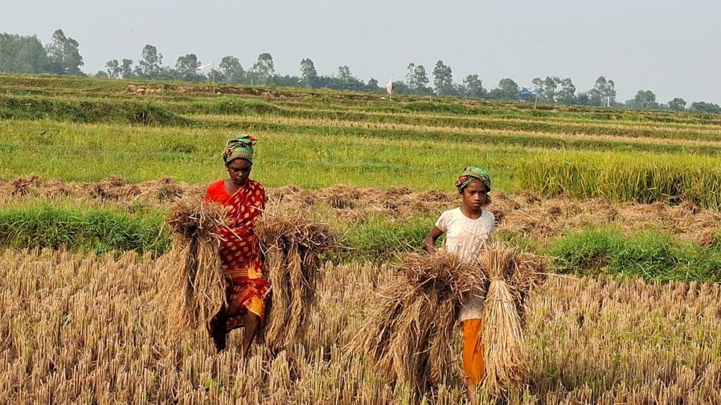 Rural struggle for survival as mother and daughter race to save harvest from monsoon rains
