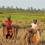 Rural struggle for survival as mother and daughter race to save harvest from monsoon rains