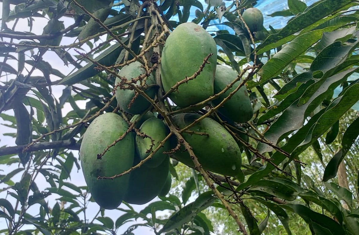 Moulvibazar hobbyist cultivates over 50 mango varieties in personal orchard
