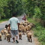 Bangladesh youth turns grandmothers single sheep gift into flourishing livestock enterprise
