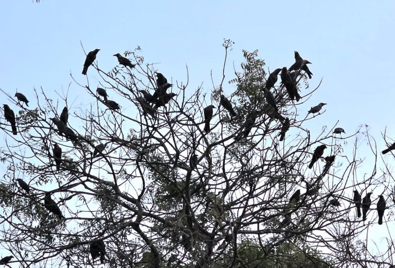 Manikganj village preserves unique tradition as thousands of crows signal evening arrival