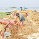 Sunamganj farmers salvage rotting crops from submerged haors following devastating floods