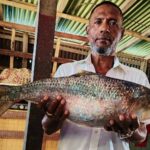 Rare 2.4kg Hilsa caught in Bhola sparks local excitement amid conservation efforts
