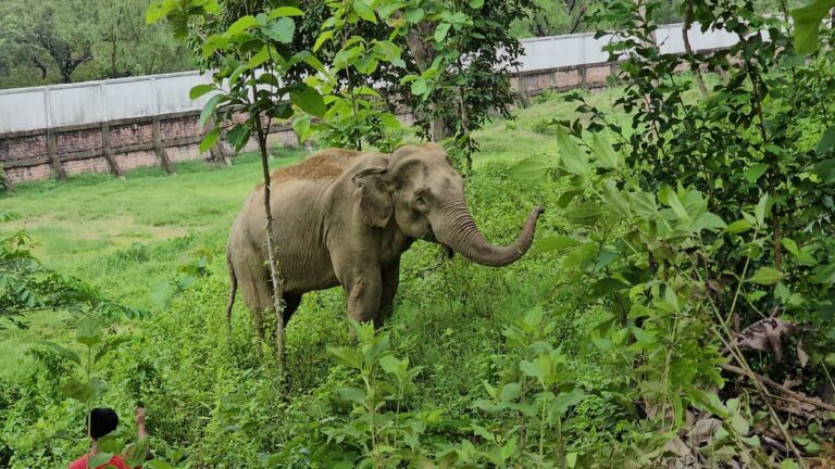 Injured mother elephant and calf seek refuge at Bangladesh Coast Guard station