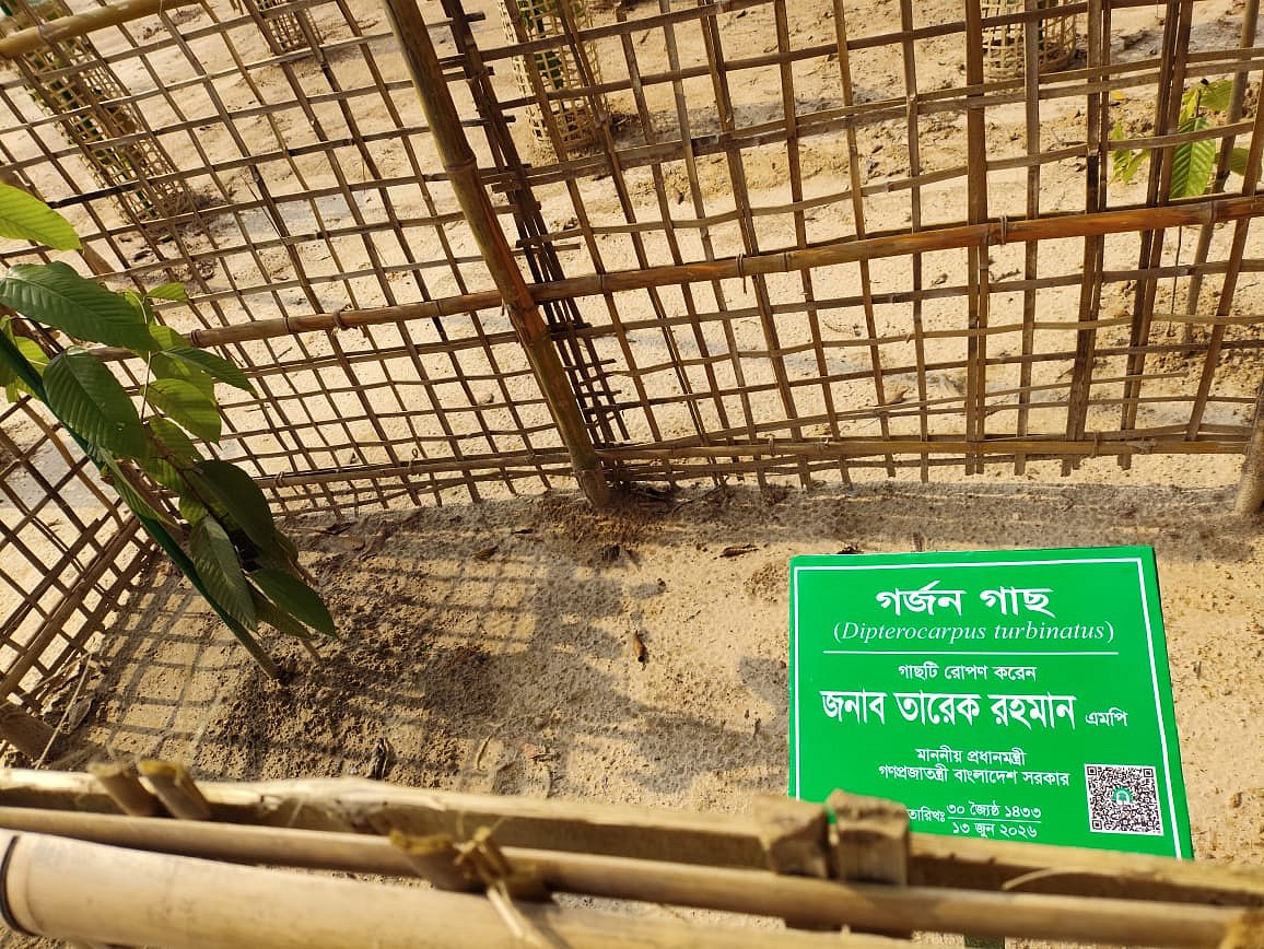 Bangladesh Prioritizes Native Species in Nationwide 250 Million Tree Planting Drive