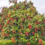 Dinajpur Litchi Harvest Hits Peak Amid Calls for Expanded Global Exports
