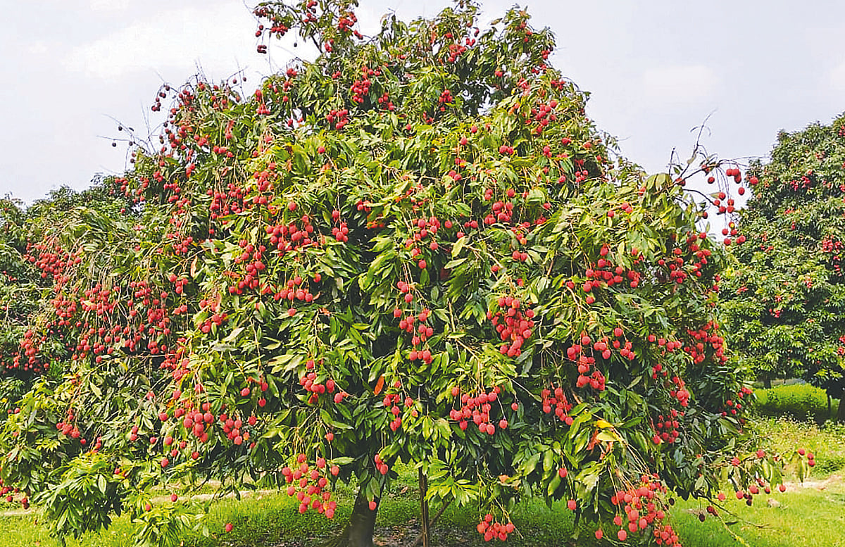 Dinajpur Litchi Harvest Hits Peak Amid Calls for Expanded Global Exports