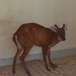 Forest officials rescue tethered barking deer from private home in Habiganj