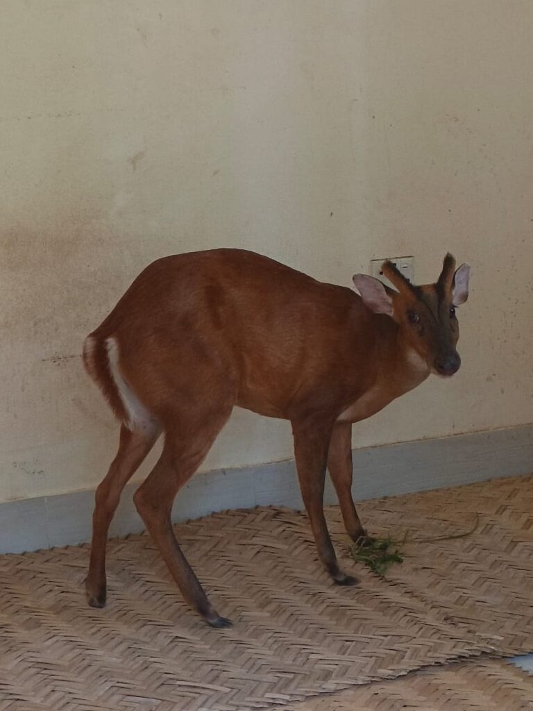 Forest officials rescue tethered barking deer from private home in Habiganj