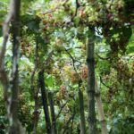 Former Corporate Employee Finds Success Farming Exotic Grapes in Rural Bangladesh