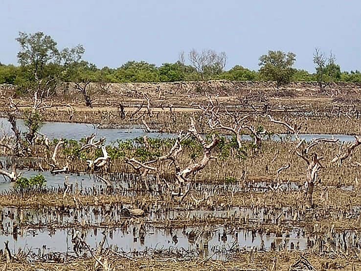 Illegal Shrimp Farms Devastate Protected Sonadia Island Mangroves Amid Political Infighting