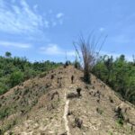 Massive Deforestation for Taro Cultivation Decimates Khagrachhari Biodiversity