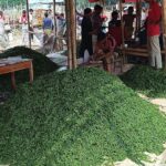 Plummeting prices leave Bangladesh chili farmers facing harvest losses despite bumper yield