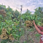 Chandpur farm achieves commercial success with 22 varieties of exotic longan