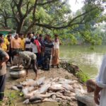 Poisoning of Meherpur fish farm leaves owner with 5 million taka loss