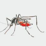 Dengue Death Toll Rises to Nine as Seasonal Infections Climb in Bangladesh