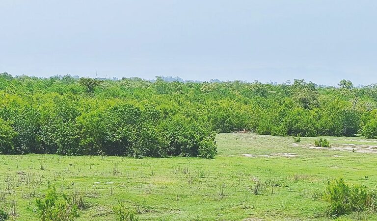 Bangladesh Forest Department Seeks Return of 4,000 Acres from Nations Largest Economic Zone