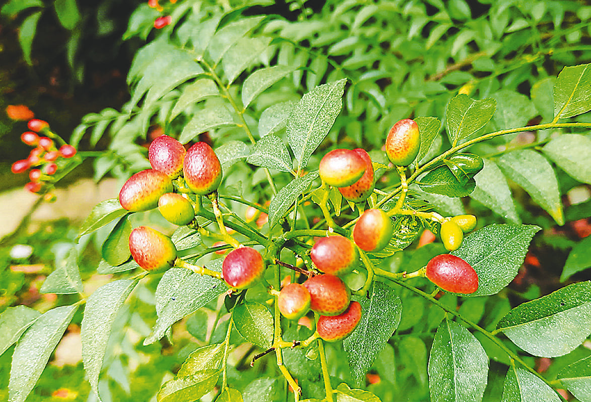 Curry Leaves Gain Recognition in Bangladesh as Versatile Culinary and Medicinal Resource