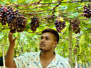 Unregulated Grape Cultivation Experiments Leave Bangladeshi Farmers Facing Financial Ruin