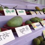 Rajshahi Mango Fair Showcases 67 Varieties Including Rare International Cultivars