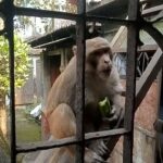 Residents of Natore seek official intervention after rogue monkey attacks injure dozens