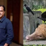 Singer Asif Akbar Urges Government to Relocate Rare Albino Buffalo from National Zoo to Farm