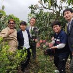 Japanese Trade Delegation Eyes Bangladeshi Mango Imports After Farm Inspections