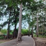 Centuries-old Garjan trees spared from axe as local pressure forces road design changes in Coxs Bazar