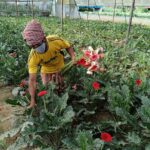 Entrepreneur achieves commercial success with pioneering Gerbera flower cultivation in Sirajganj