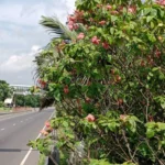 ফুলে ফুলে রঙিন ঢাকা–ভাঙ্গা-খুলনা এক্সপ্রেসওয়ে
