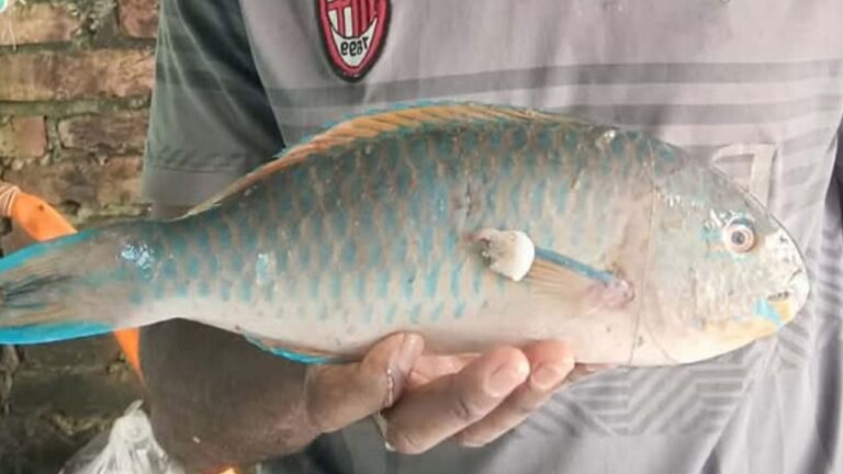 কুয়াকাটায় জেলেদের জালে ধরা পড়ল বিরল প্রজাতির টিয়া মাছ