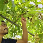 কুমিল্লার তিতাসে শখের আঙুর বাগানে সফলতার স্বপ্ন দেখছেন কৃষক মোজাম্মেল