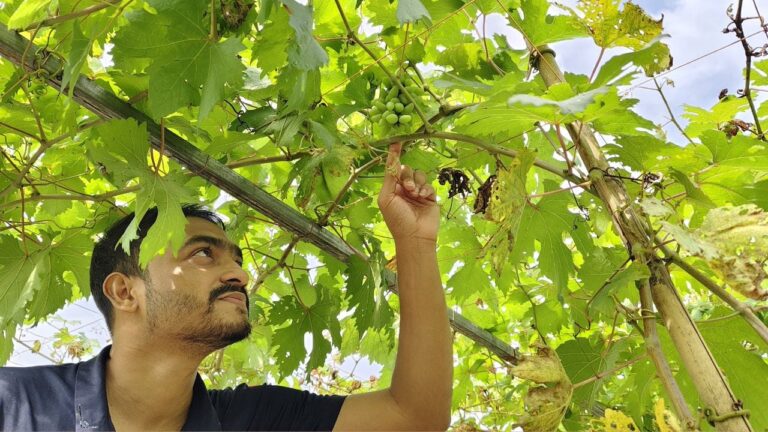 ইউটিউব দেখে উদ্বুদ্ধ তিতাসের আঙুর চাষে নতুন সম্ভাবনার হাতছানি