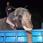 মহাস্থান থেকে উদ্ধার হওয়া অসুস্থ হাতি বাদশা বাহাদুর যাচ্ছে জাতীয় চিড়িয়াখানায়