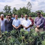 জিআই স্বীকৃতির পর পাকিস্তানের বাজারে মধুপুরের আনারস রপ্তানির সম্ভাবনা যাচাইয়ে প্রতিনিধি দল