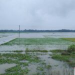 নড়াইলের লোহাগড়ায় হাজার হেক্টর কৃষি জমি পানির নিচে কৃষকের মাথায় হাত