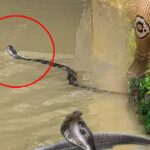 বাঁশখালীতে বন্যার পানি নামার পর সাপের উপদ্রব বৃদ্ধি, দংশনের শিকার অন্তত ৩৫ জন