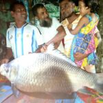 কুষ্টিয়ার পদ্মা নদীতে ৩৯ কেজির বিশাল কাতলা মাছ শিকার