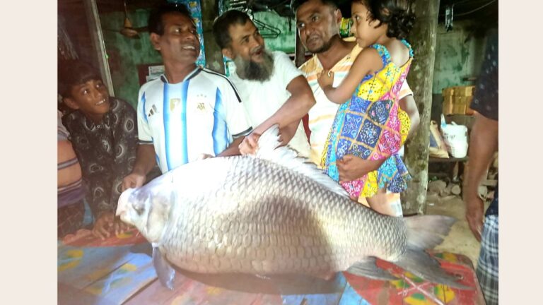 কুষ্টিয়ার পদ্মা নদীতে ৩৯ কেজির বিশাল কাতলা মাছ শিকার