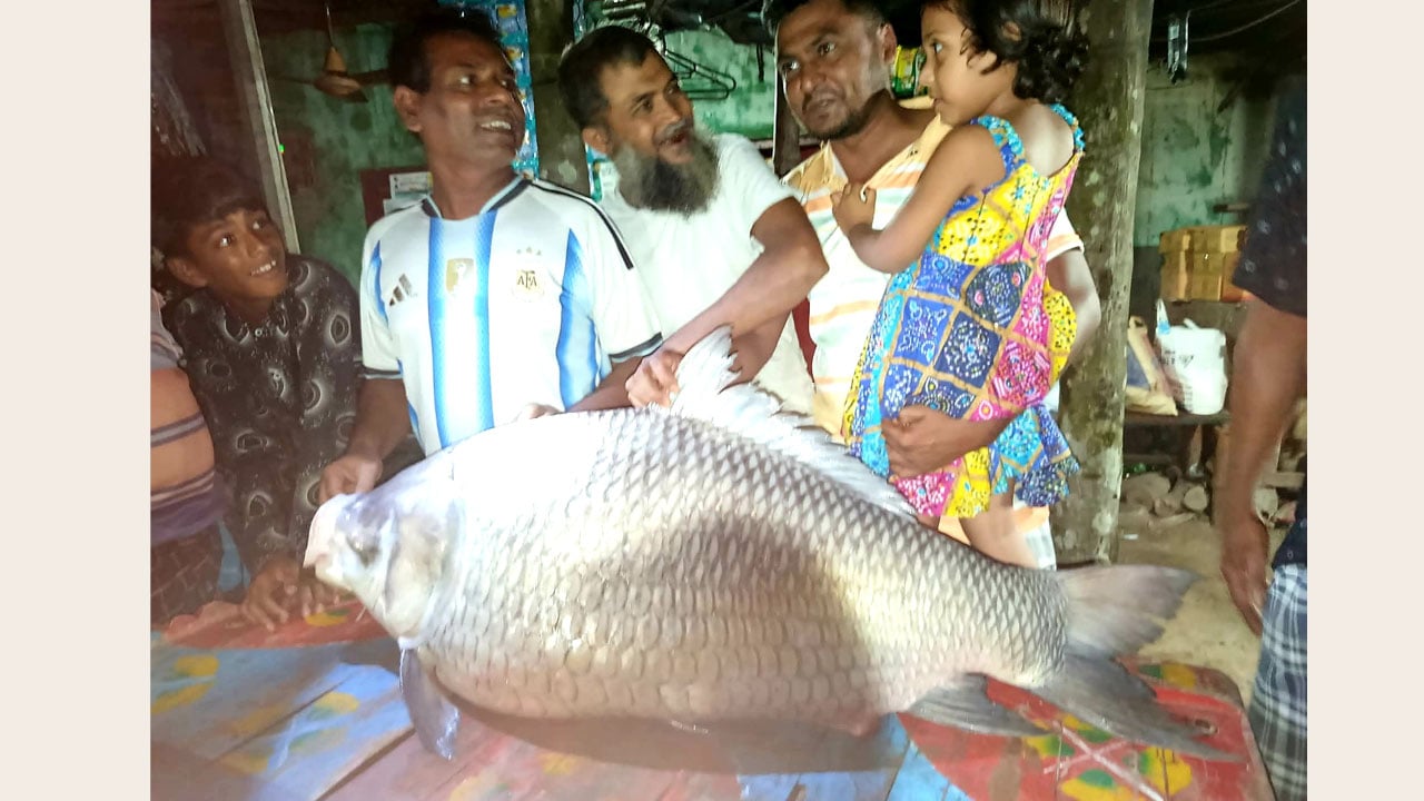 কুষ্টিয়ার পদ্মা নদীতে ৩৯ কেজির বিশাল কাতলা মাছ শিকার