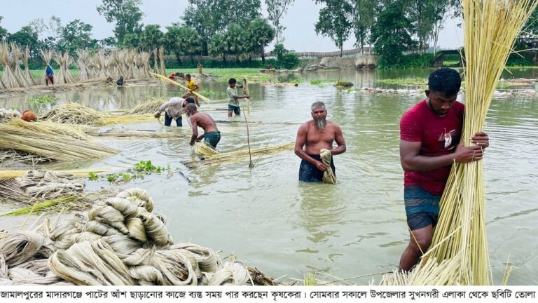 ন্যায্য দামে ফিরছে সোনালি আঁশের সুদিন পাট চাষে কৃষকদের আগ্রহ ও বাম্পার ফলন