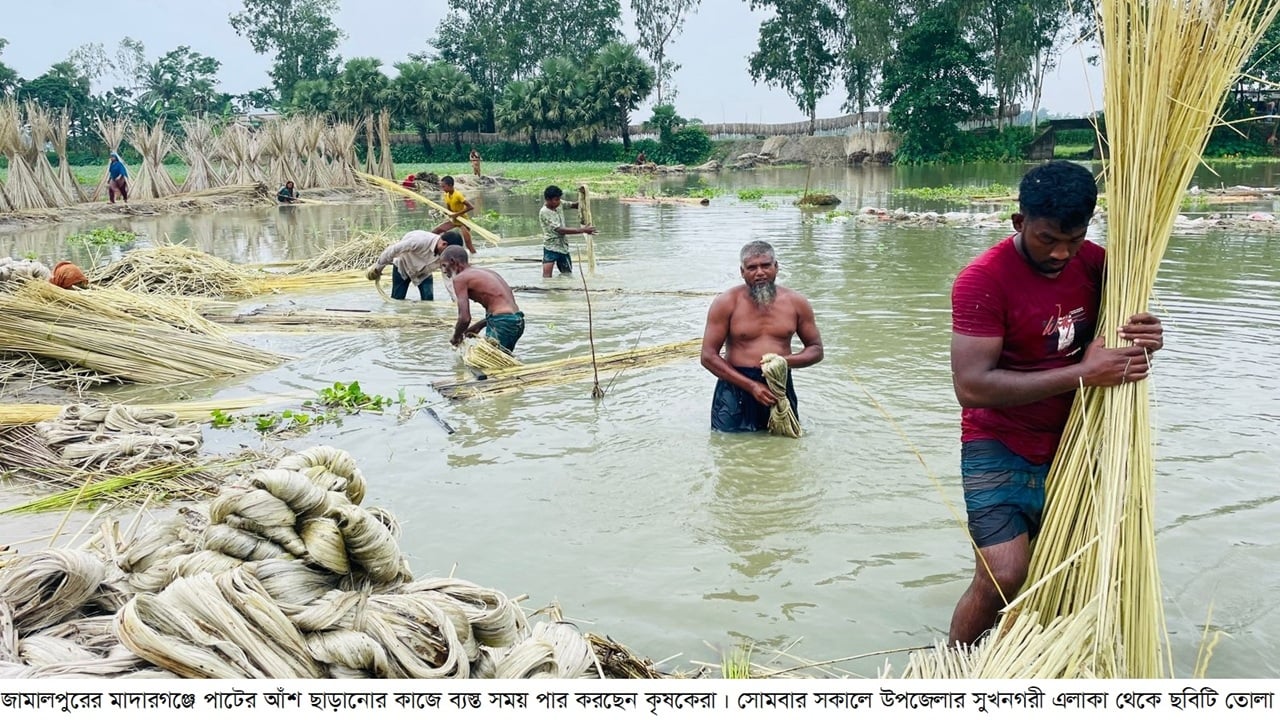 ন্যায্য দামে ফিরছে সোনালি আঁশের সুদিন পাট চাষে কৃষকদের আগ্রহ ও বাম্পার ফলন